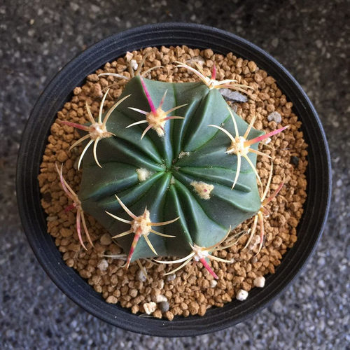 实生赤城仙人球趣味红刺硬刺