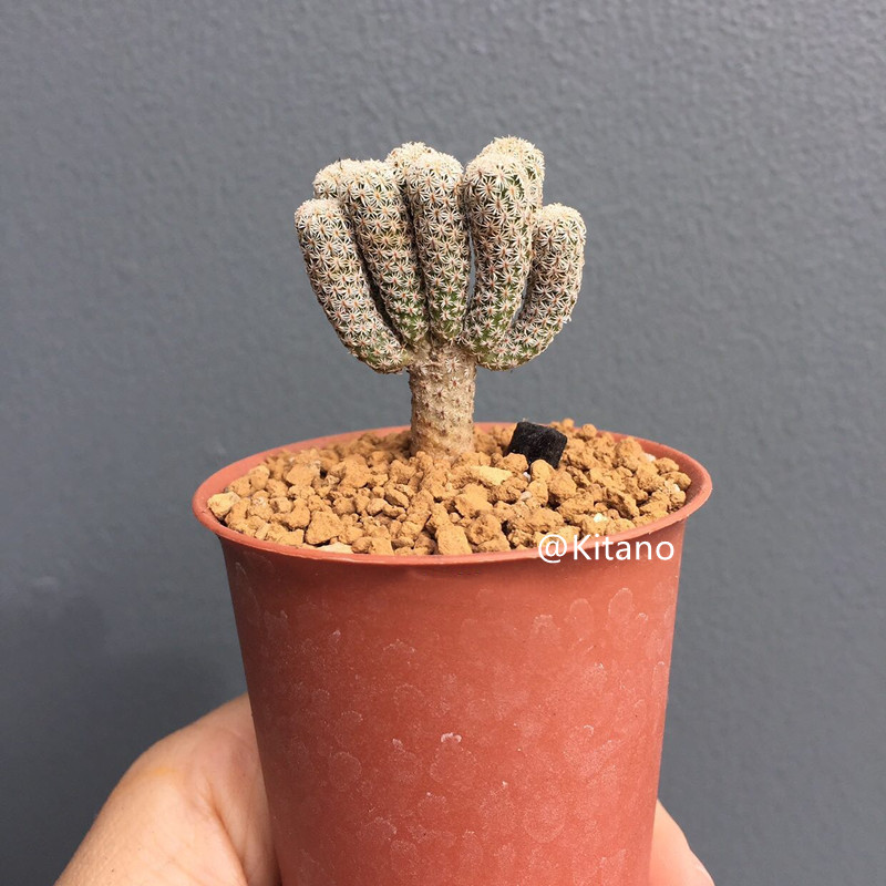 迷你牧师仙人球实生娇丽属