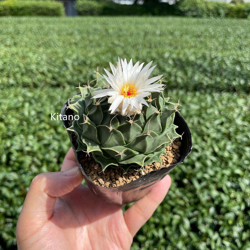 帝冠大颗实生稀有四年萝卜根四大名仙人球开花收藏名品叶片厚实