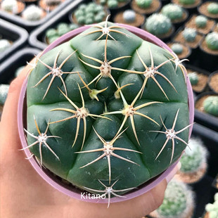 北野 实生海王仙人球稀有收藏大颗趴刺美花红花粉花白花仙人掌