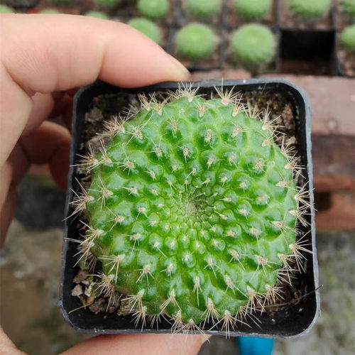 刺锦玉宝山属开红花冷门