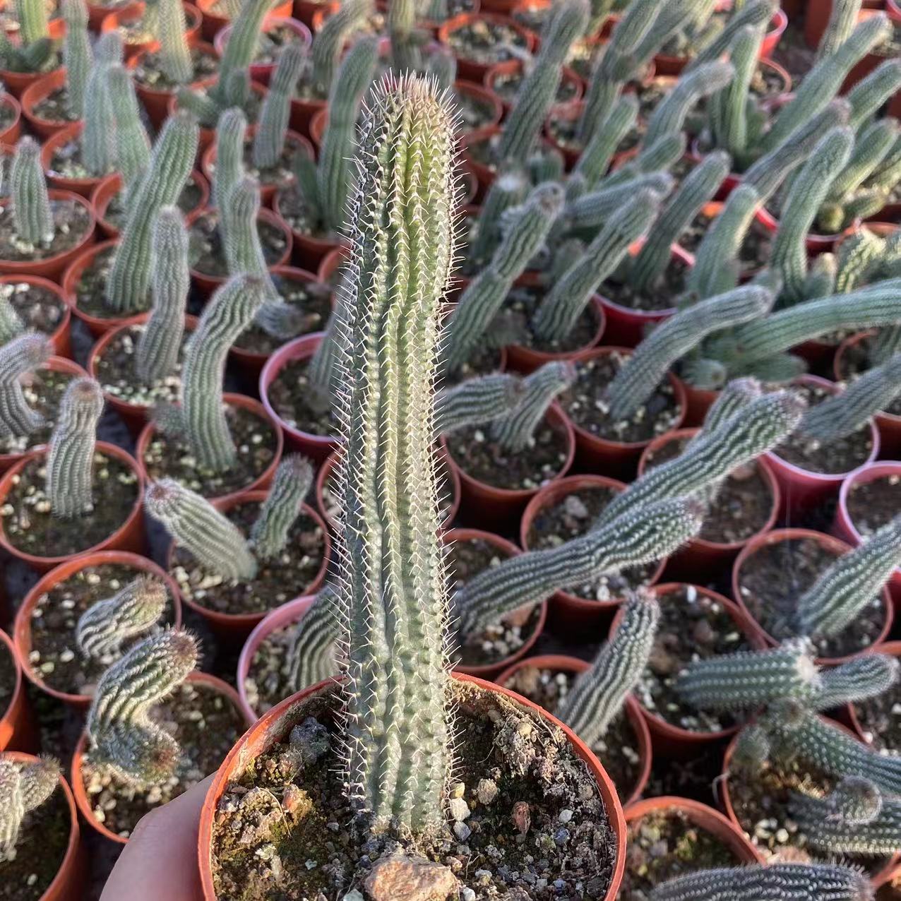 丽钟阁萝藦科仙人掌植物盆栽开花大花仙人球稀有奇趣肉肉多肉桌面
