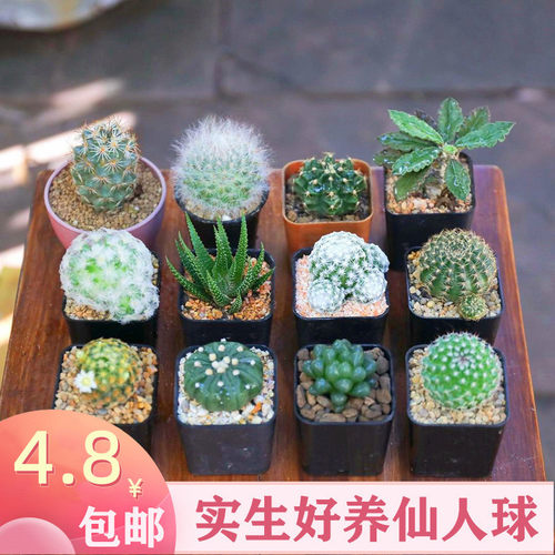 仙人球实生组合套餐多肉植物盆栽