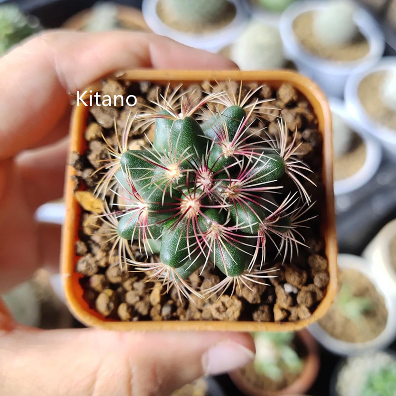 实生大统领仙人球开花瘤玉属强刺