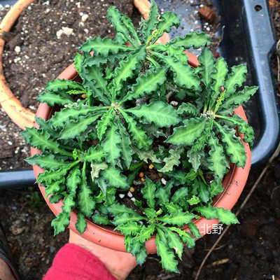 皱叶麒麟 多肉植物趣味大戟科块根阳台庭院绿植花卉防辐射小盆栽