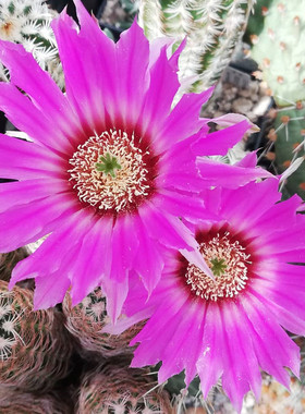 花杯虾Echinocereus baileyi 鹿角柱属开花仙人球多肉桌面盆栽