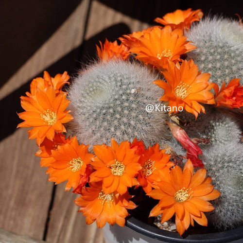 雪丽山单头群生白毛软毛软刺