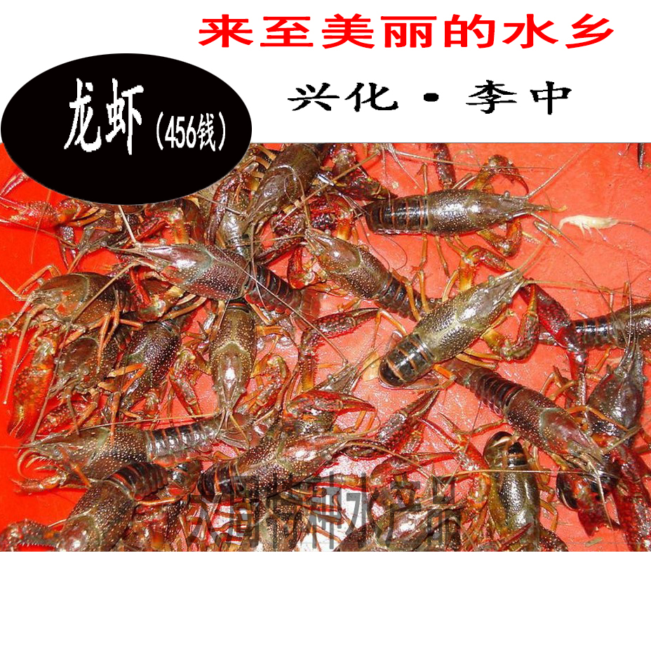 龙虾 小龙虾 活体小龙虾3斤  清蒸小龙虾 顺丰直达 冷链运输
