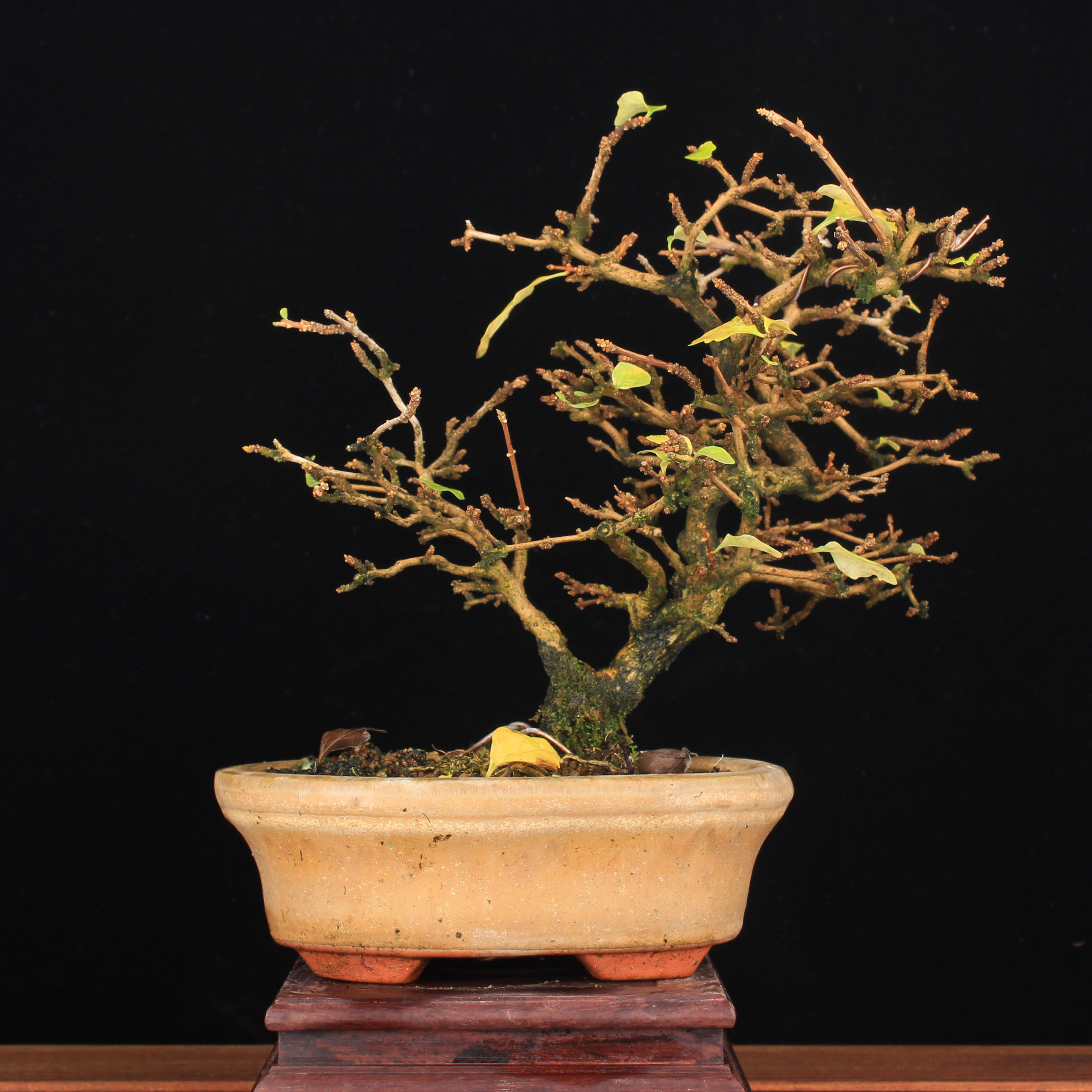 万园盆栽 日本香枫小叶三角枫小品盆景精品枫树盆栽