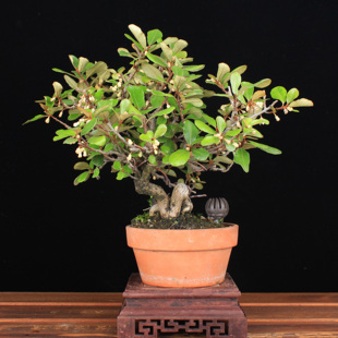 万园盆栽 日本胡秃子盆景 小品花果盆栽 一手托精品展品级