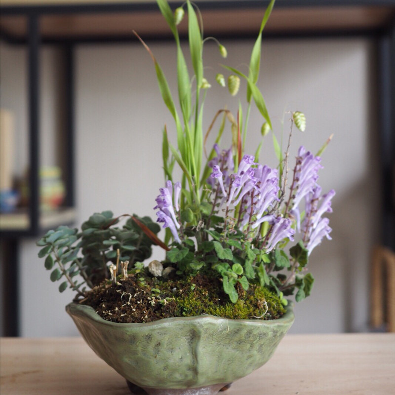 万园盆栽 日本山野草 小叶立浪草 韩信草 惊草 盆栽添草