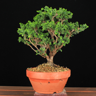 万园盆栽 日本石化桧 庭院日式中式高档盆景 精品松柏盆栽