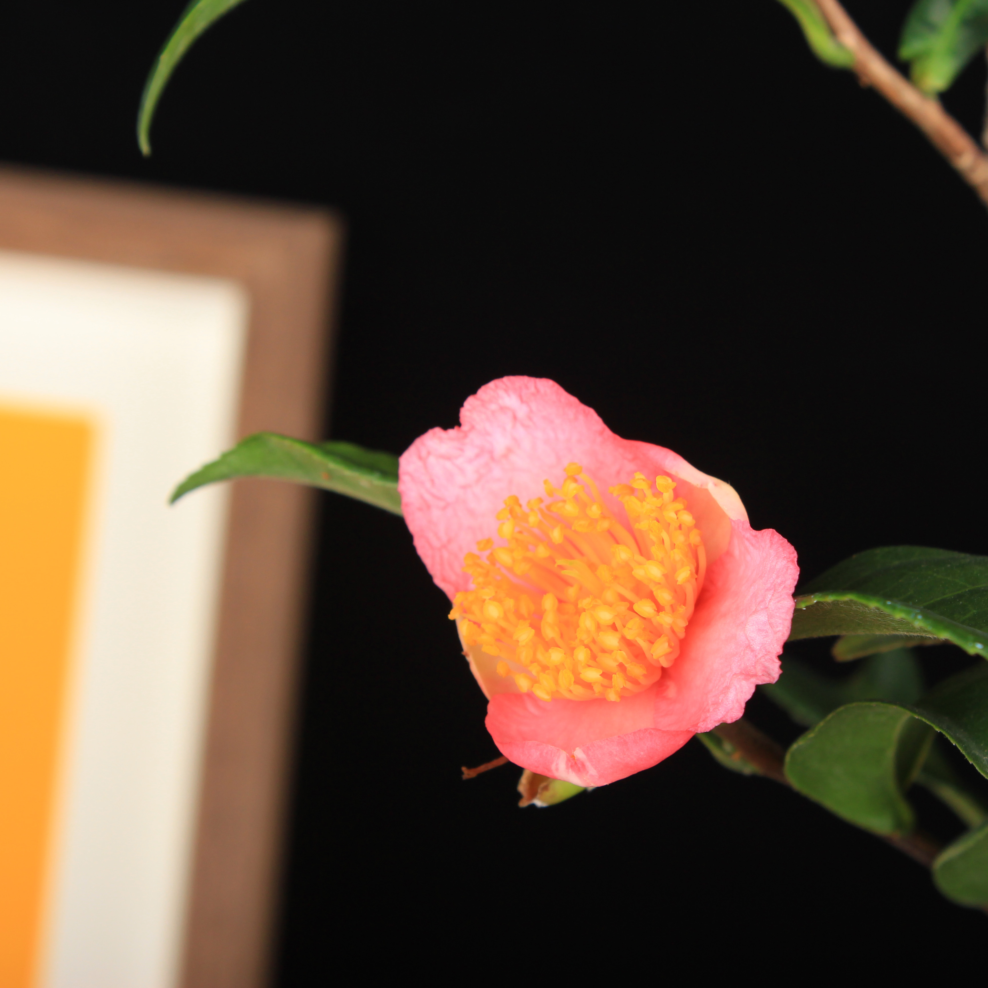 万园盆栽 日本茶梅 山茶花盆景 炉开茶梅阳台茶台绿植 花物盆景