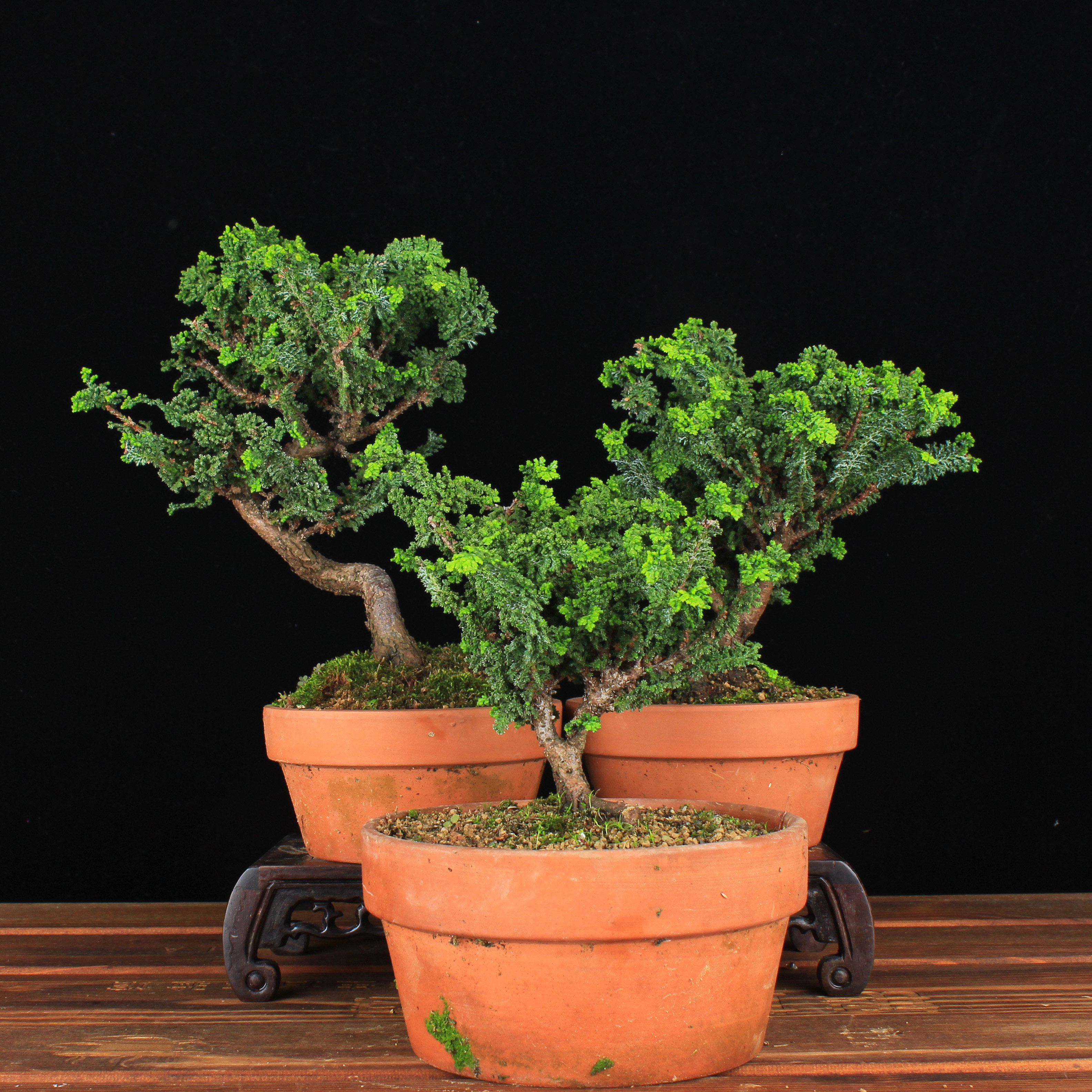 万园盆栽 日本石化桧 八房性桧柏小品微型盆景