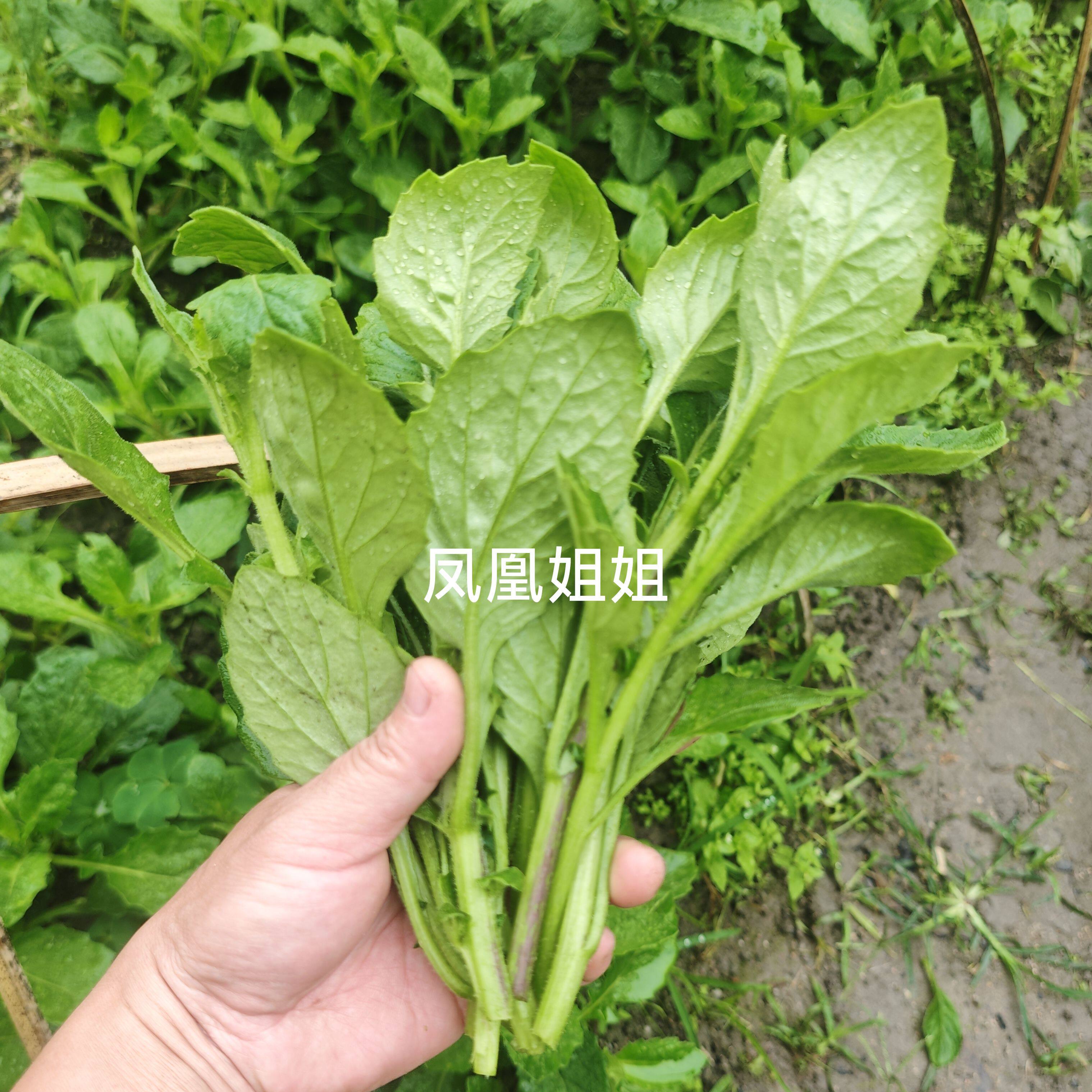 片仔癀草新鲜白凤菜漳州特色药食同源肝炎草福建特产限时包邮