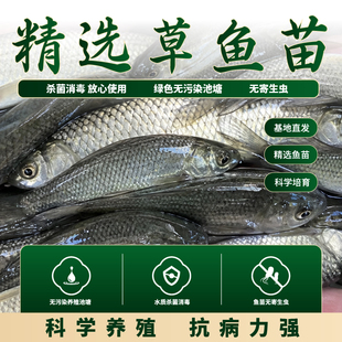 精选草鱼苗幼鱼冷水淡水鱼科学养殖抗病力强新手易养基地直发