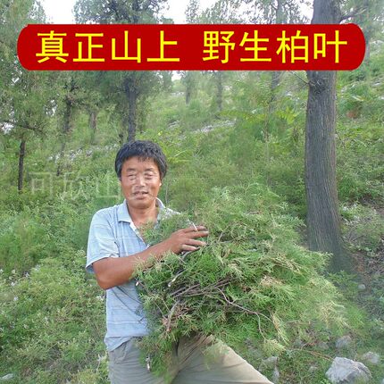 野生新鲜侧柏叶500克柏树叶乌发柏叶防天然洗发脱皂角无患子果皮