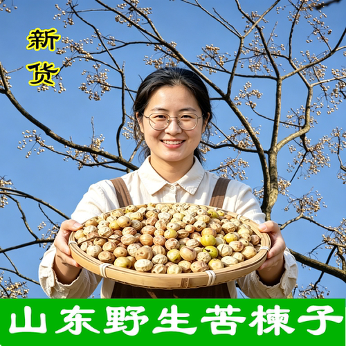 新鲜野生苦楝子正宗新货