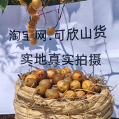 新鲜野生苦楝子 楝实金铃子中药材蔬菜杀虫剂驱虫酵素川楝子洗头