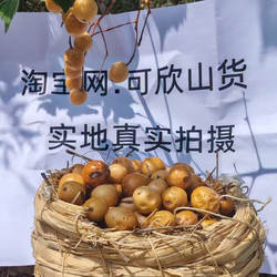 新鲜野生苦楝子 楝实金铃子中药材蔬菜杀虫剂驱虫酵素川楝子洗头