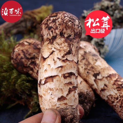 现货云南香格里拉新鲜松茸菌