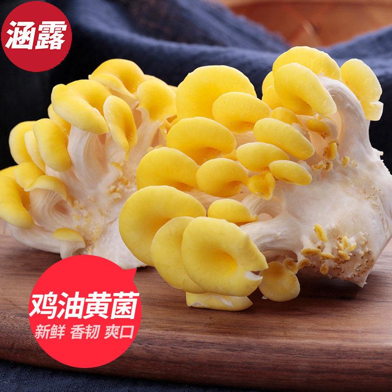 滇百味 新鲜鸡油黄菌2斤榆黄菇食用菌黄丝菌鸡油菌火锅食材1000g