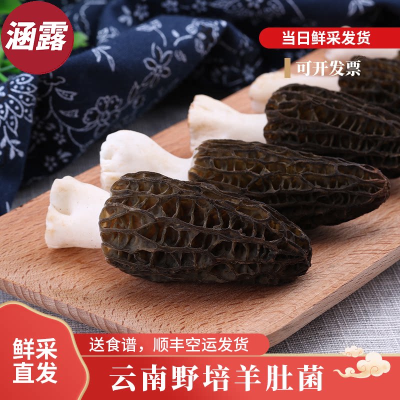 【现货】精选鲜羊肚菌新鲜云南特产蘑菇生鲜仿野生菌菇鲜货500g