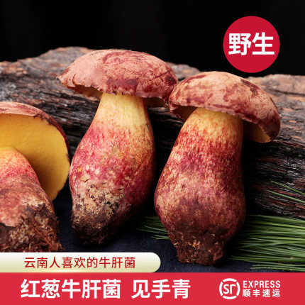 2026红葱牛肝菌新鲜 云南野生红见手青蘑菇鲜野生菌菌子菌菇500g