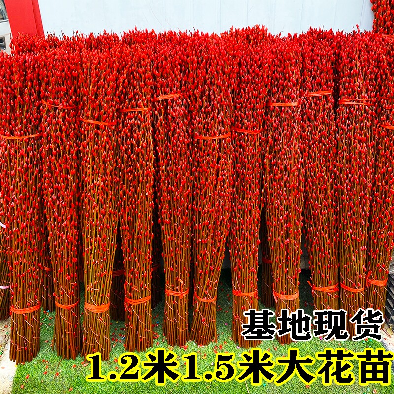 1.5米红色招财银柳干花真花鲜