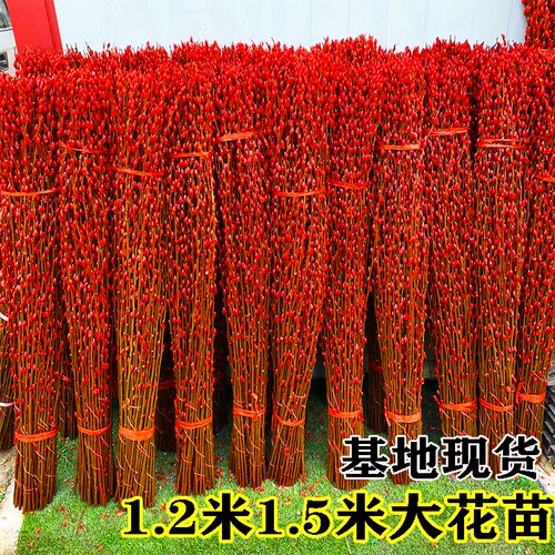 1.5米红色招财银柳干花真花鲜枝耐寒年宵花室内客厅摆放装饰花