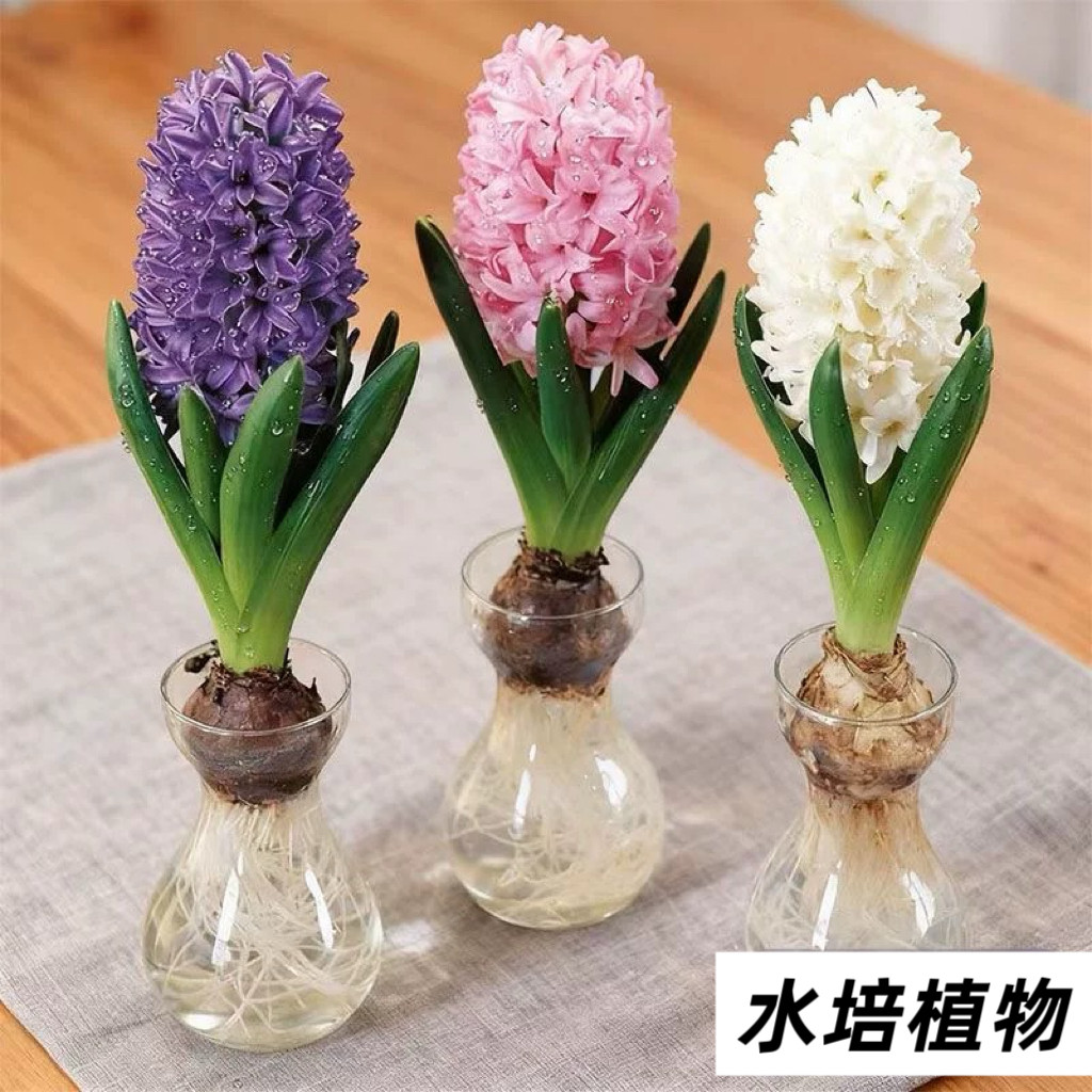 风信子种球苗水培土培室内外盆栽秋冬耐寒易活花卉植物,鲜花速递/花卉仿真/绿植园艺,时令草本花卉,淘宝优惠券,粉丝福利购,淘宝优惠卷