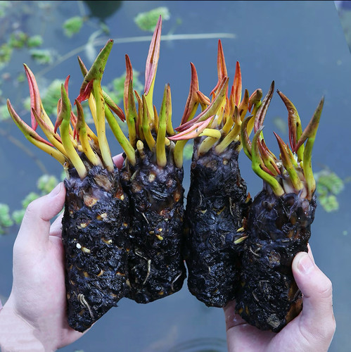 【睡莲】水培植物 大睡莲根块庭院荷塘荷花
