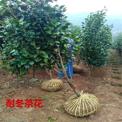 耐冬茶花树苗山茶油茶树苗茶梅盆栽花卉道路庭院种植四季常青包邮