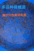 纯种多品种日本锦鲤水花鱼苗红白三色混合花色未筛选土塘直销好养