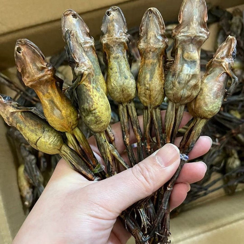 长白山雪蛤干也叫蛤蟆干也叫林蛙干整只的 250克