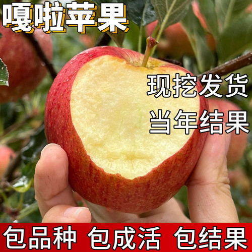 嘎啦苹果树果苗包成活当年结果