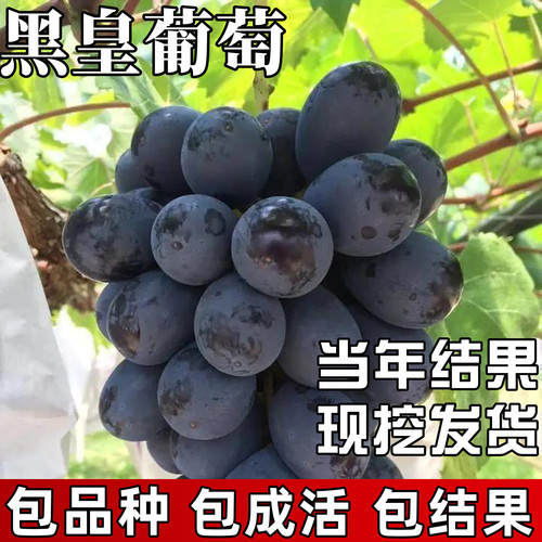 黑皇葡萄树苗包成活当年结果