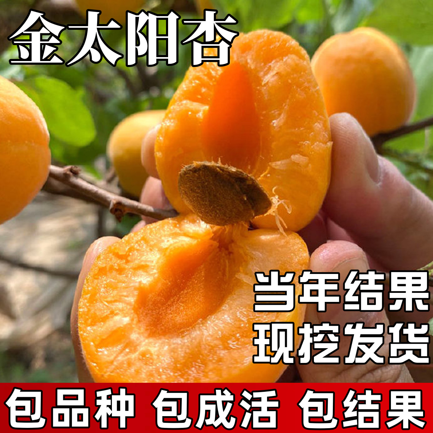 金太阳大黄杏树果苗南北方耐寒特大号果树盆栽嫁接杏子苗当年结果