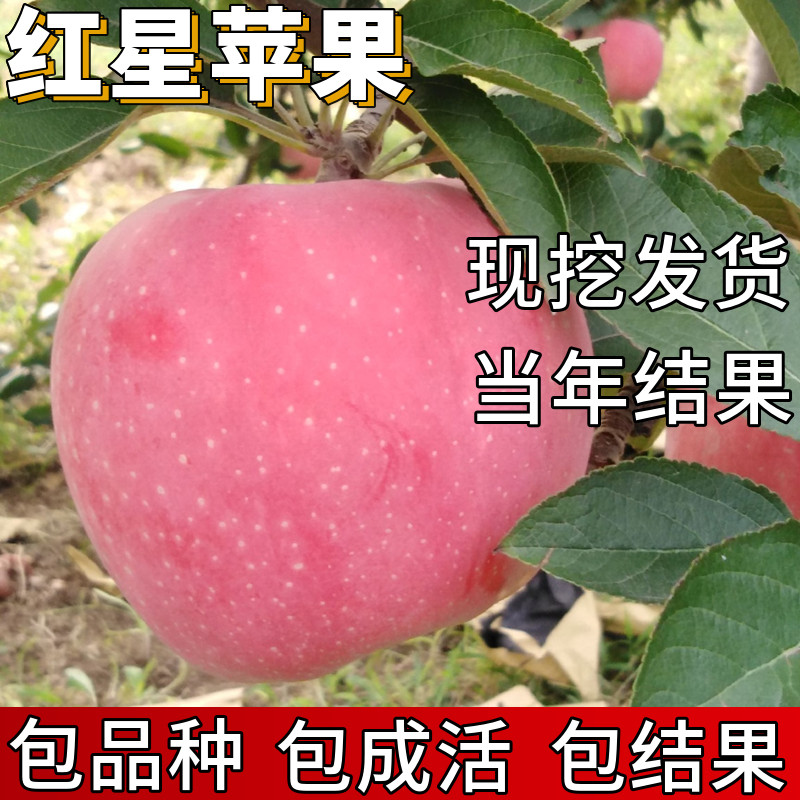红星苹果树果苗包成活当年结果图片