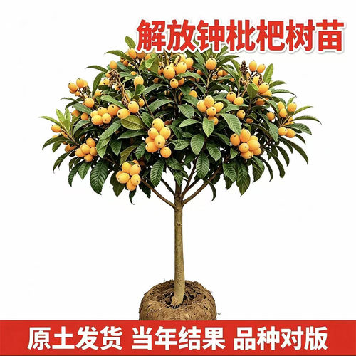 解放钟枇杷树果苗嫁接大果特大号南北方种植当年结果庭院大苗耐寒