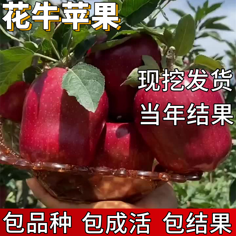 花牛苹果树果苗包成活当年结果图片