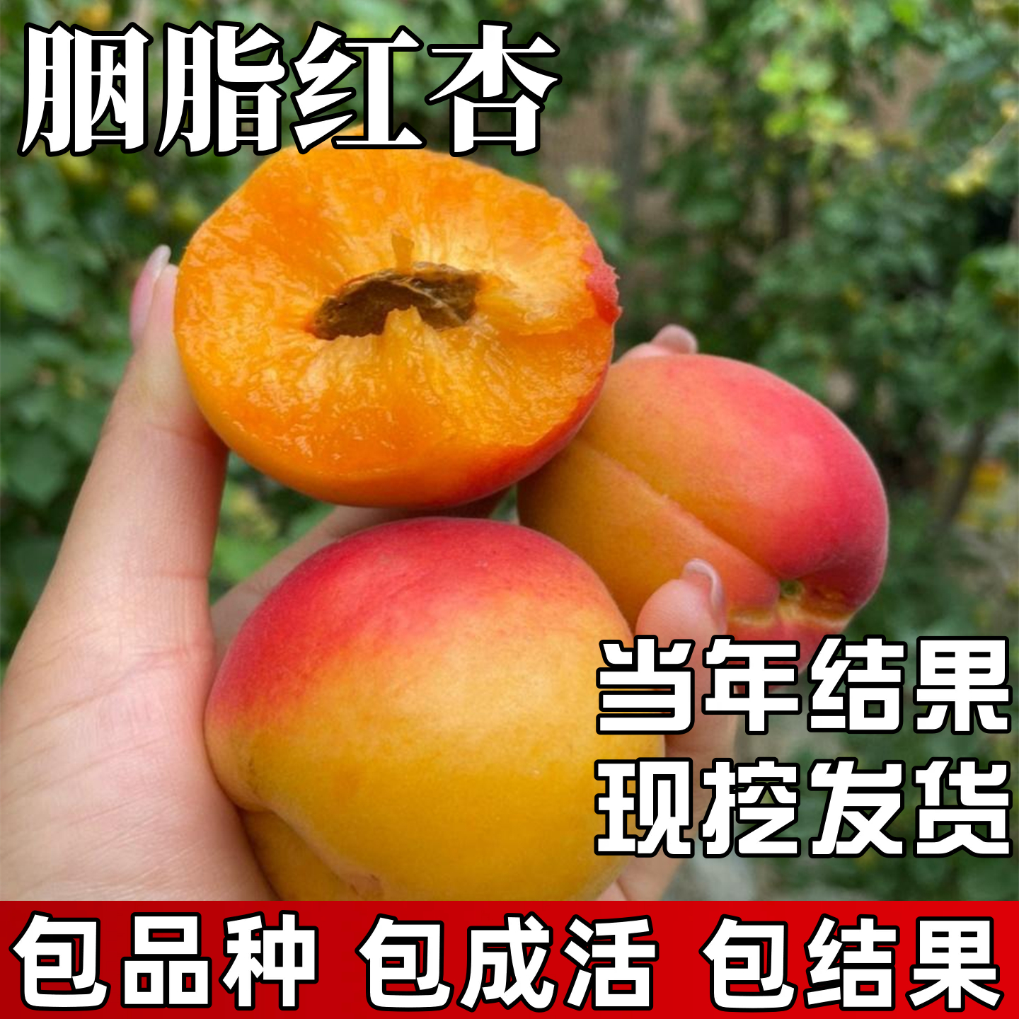 胭脂红杏树果苗包成活当年结果