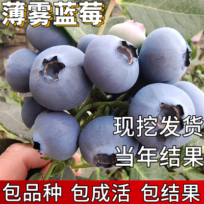 薄雾蓝莓苗包成活当年结果