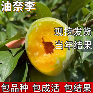 青奈李子树苗南北方庭院种植特大号果苗盆栽嫁接脱骨早熟当年结果