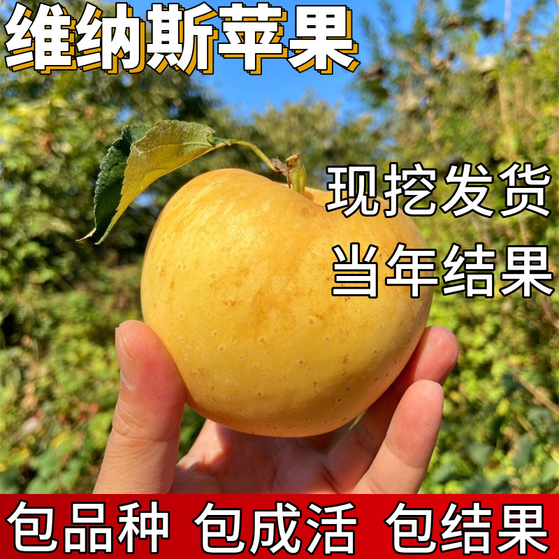维纳斯黄金苹果树包成活当年结果图片