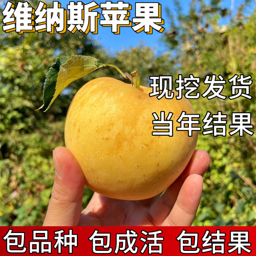 维纳斯黄金苹果树包成活当年结果
