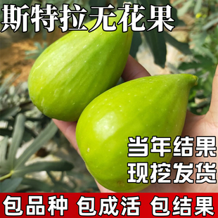 斯特拉无花果苗南北方庭院耐寒特大号果树苗盆栽嫁接老桩当年结果