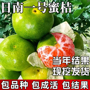 日南一号蜜桔苗庭院地栽耐寒早熟桔子树苗盆栽嫁接蜜橘当年结果