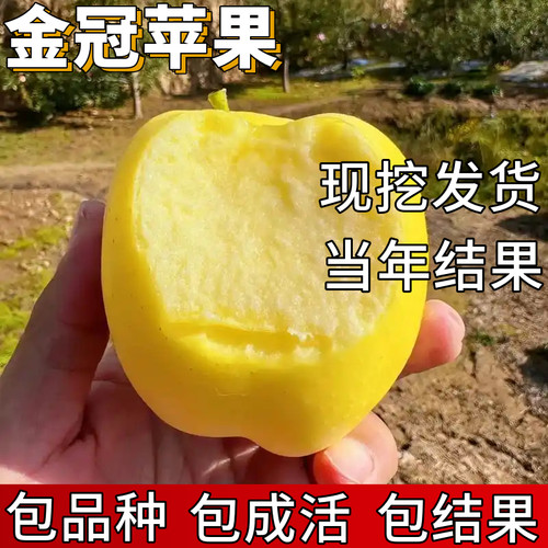 金冠苹果树苗包成活当年结果