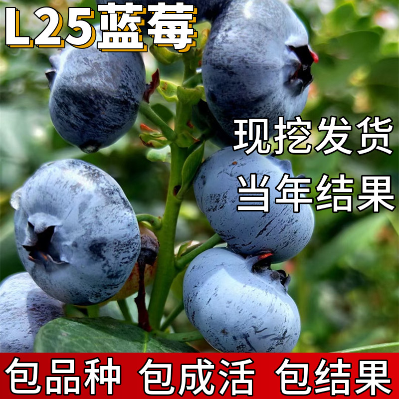 l25蓝莓苗包成活当年结果图片